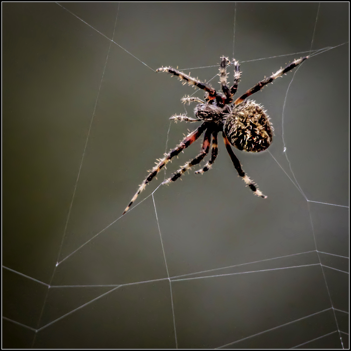 February 2022-Nature-Laura Warren-Spinning the Web